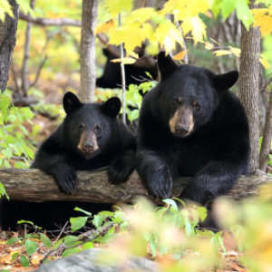 Image of two black bears on a log