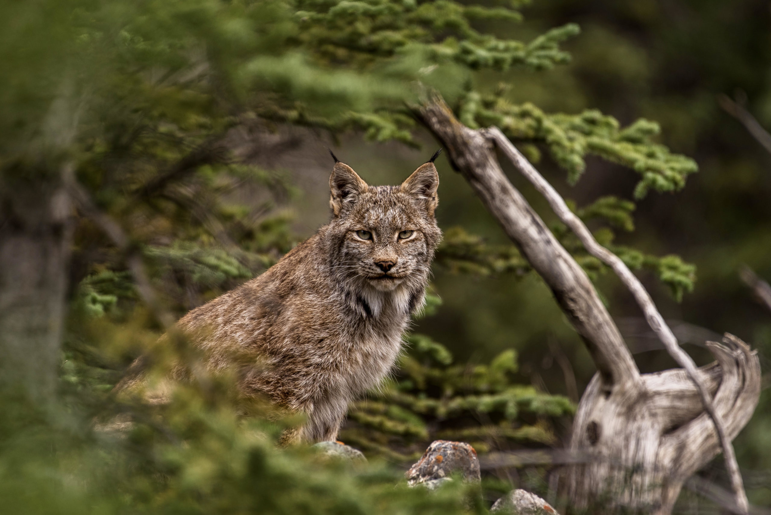 Wildtimes  Creature Feature: Canada Lynx