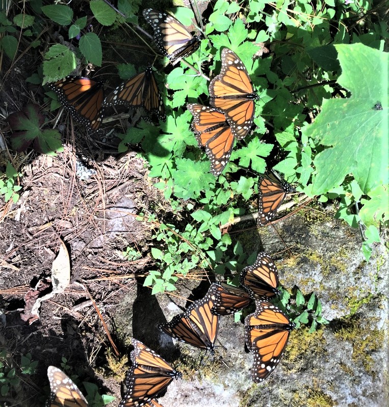 Monarch butterflies in Mexico
