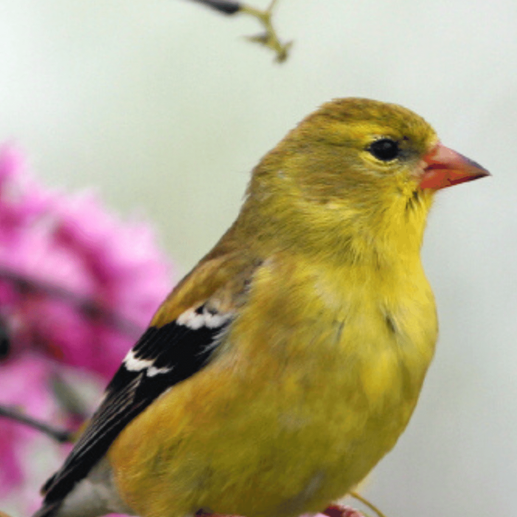 Image of an American Goldfinch