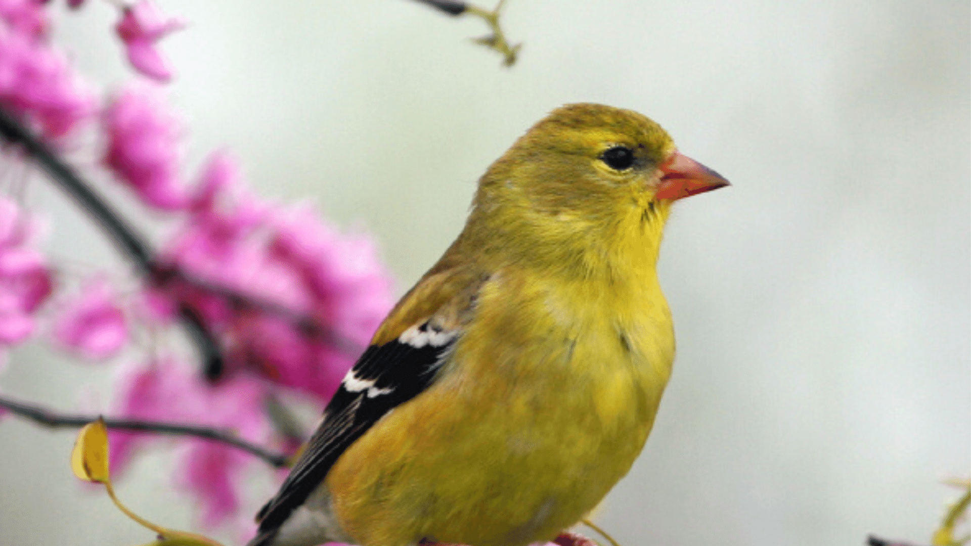 Image of an American Goldfinch