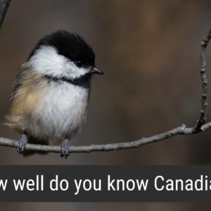 Image of a Black-capped Chickadee