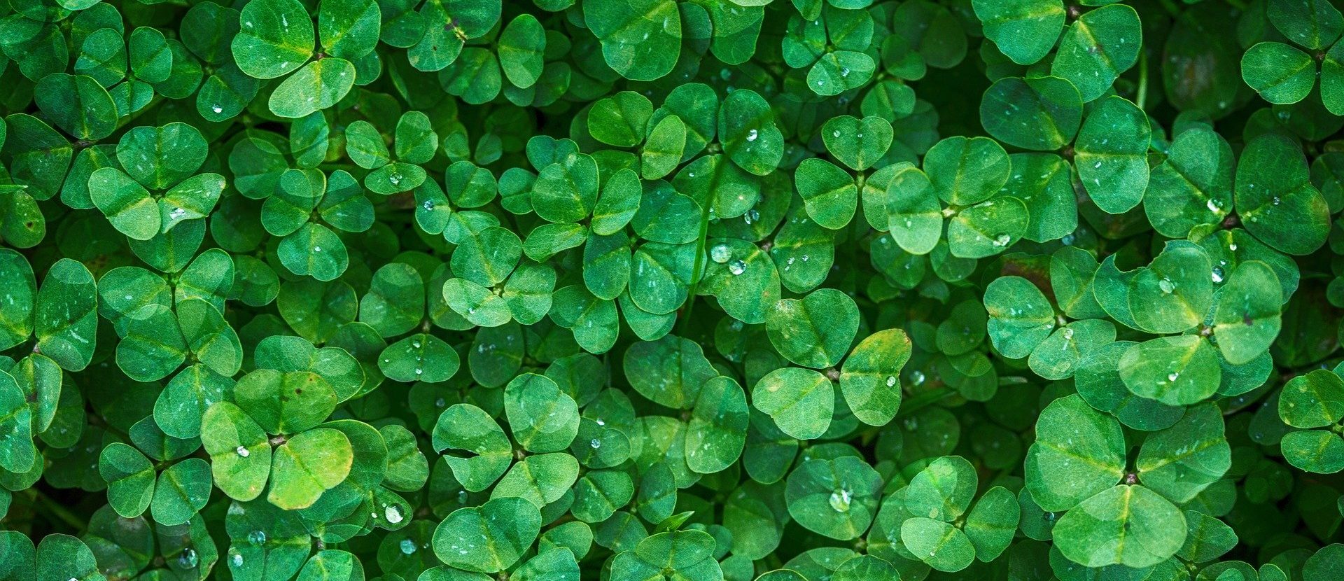 The Elusive Four-leaf Clover in 4 Facts - Nature Canada