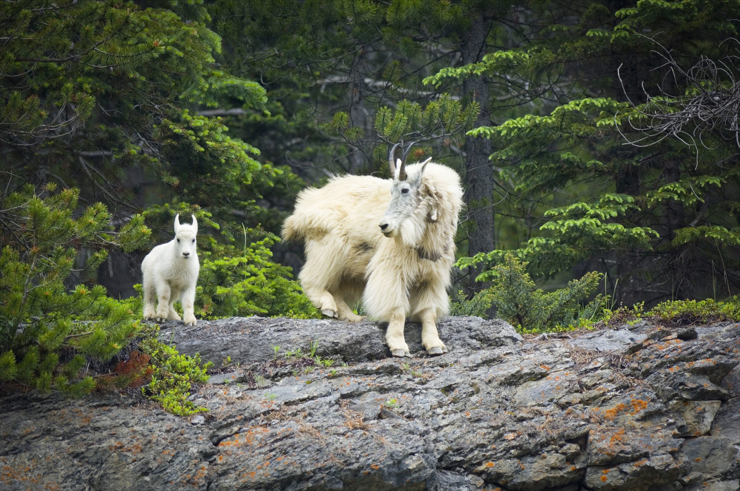 High Climbers: Mountain Goats Earn Their Name - Nature Canada