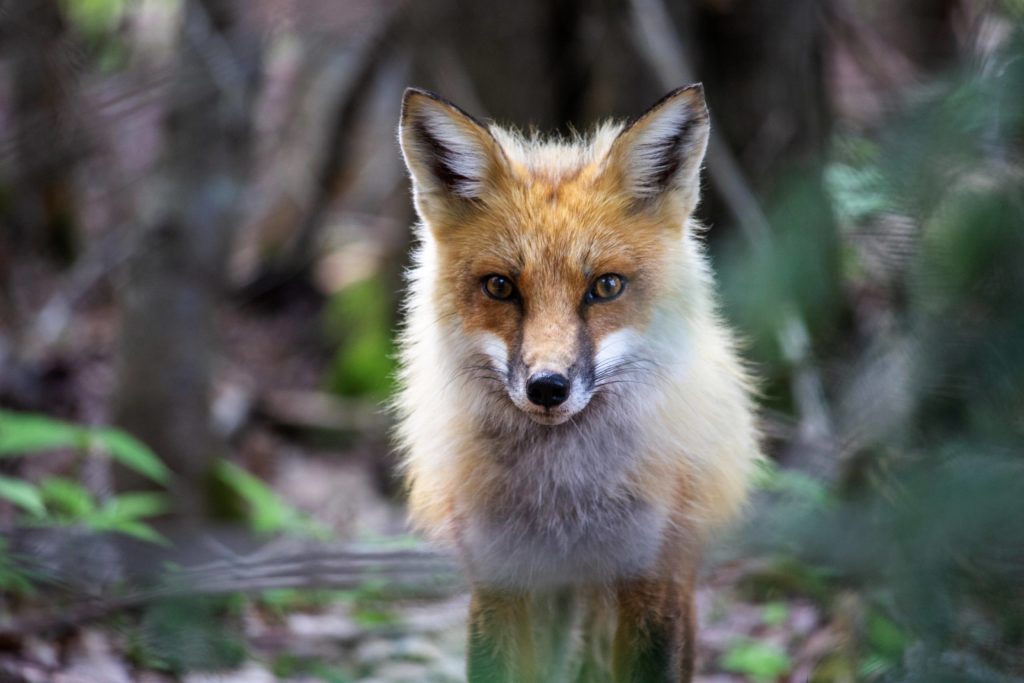 Red fox in forest