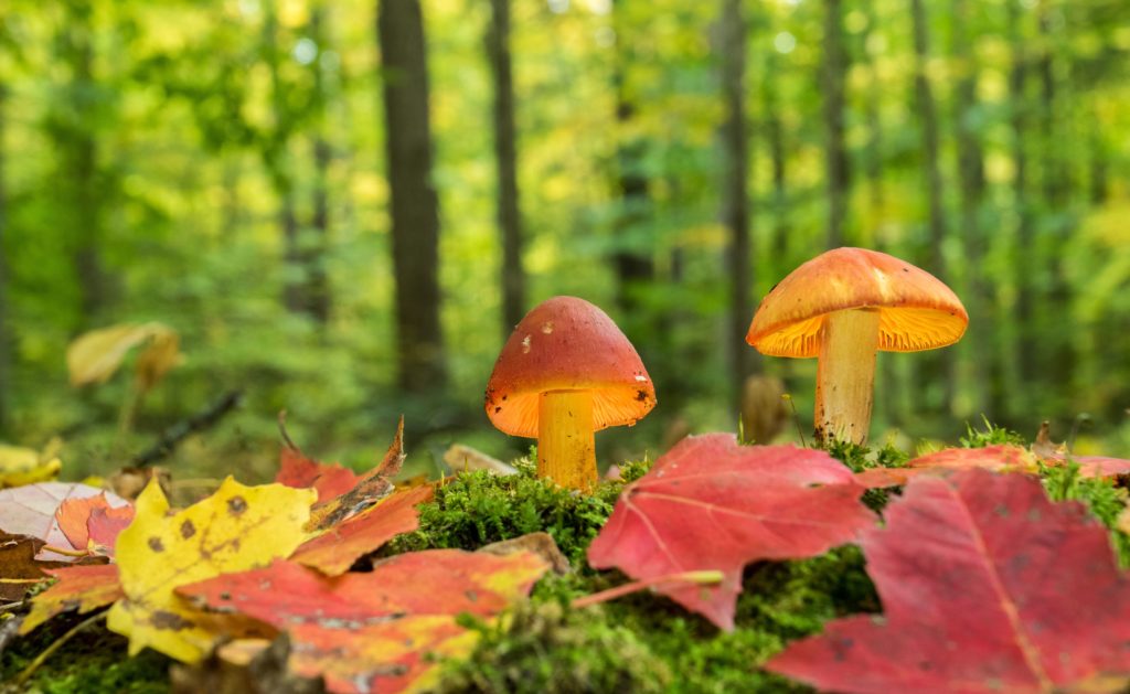 Photo of mushrooms/fungi