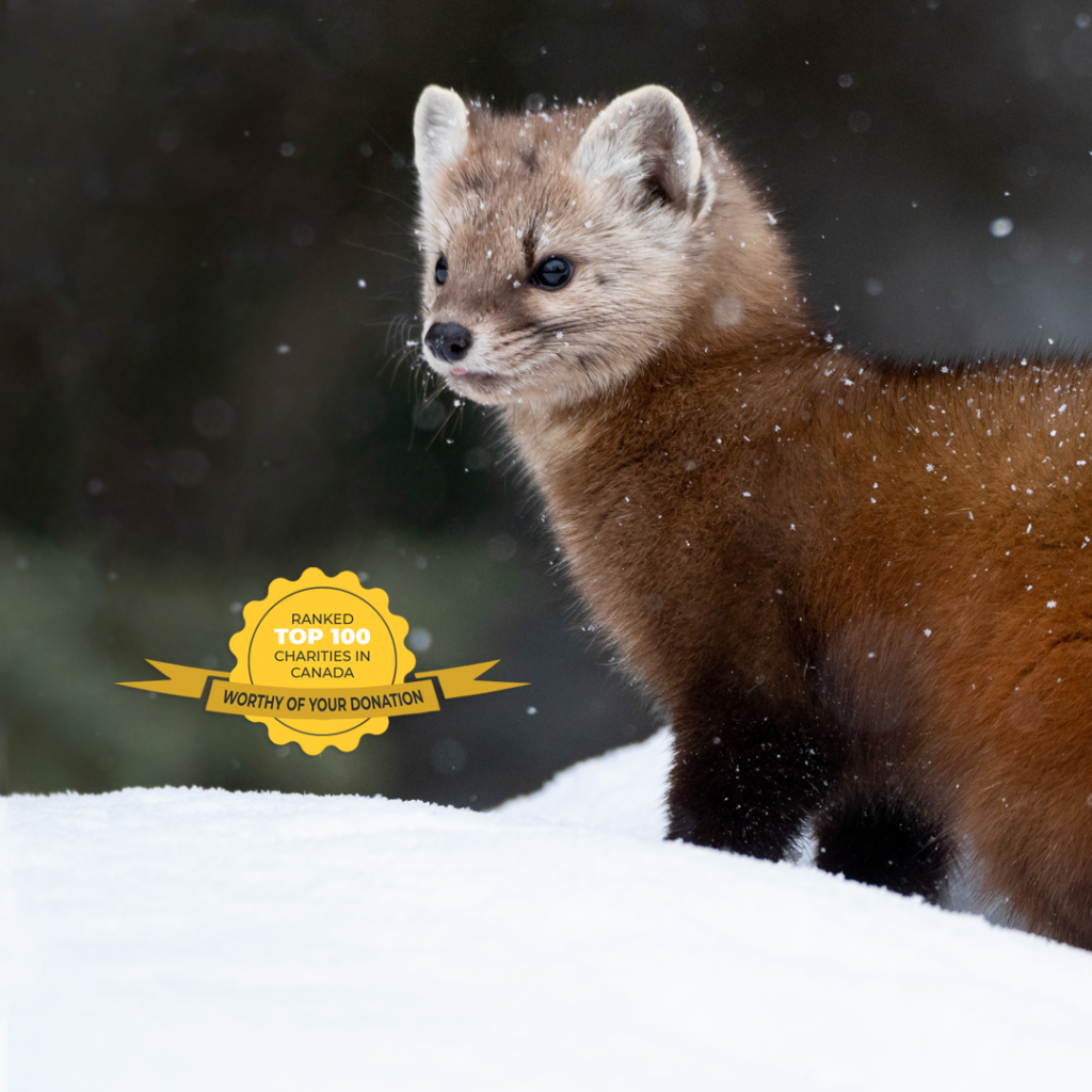 Pine Marten by Nicole Watson