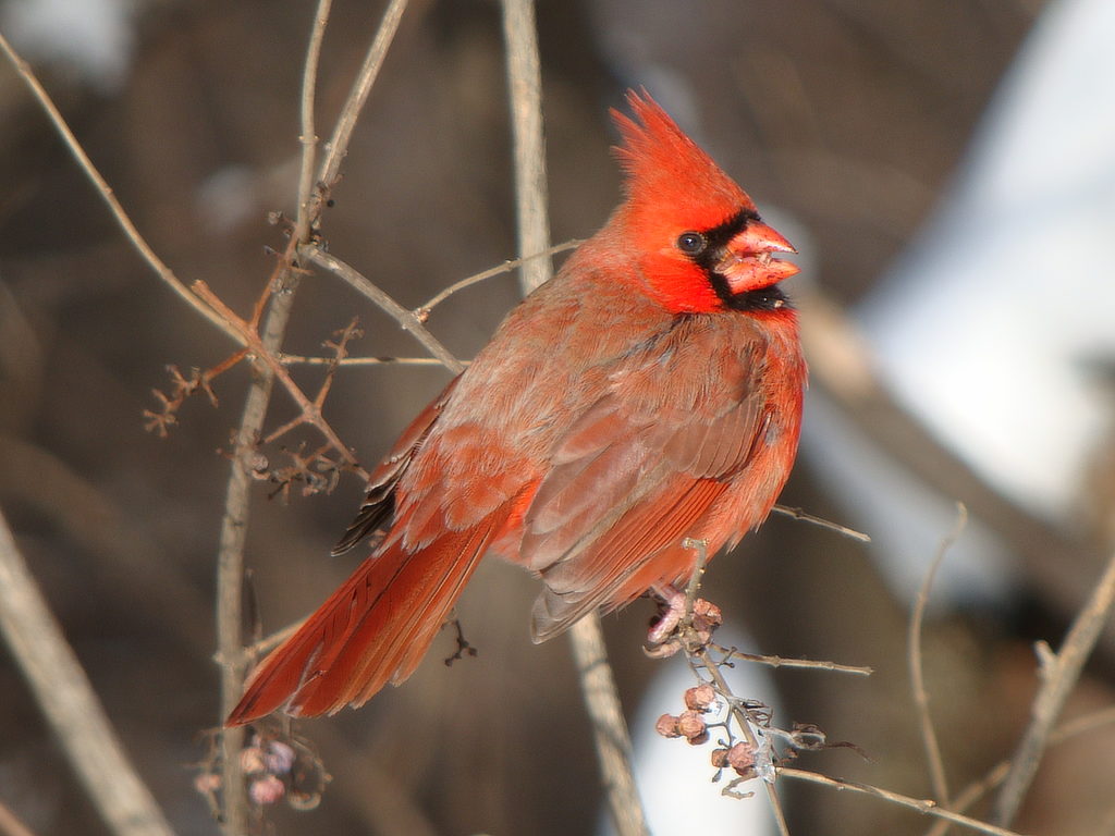 Northern Cardinal Bird