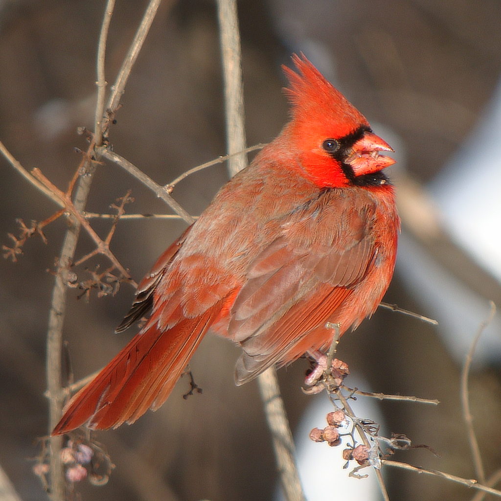 Image of a Northern Cardinal Bird