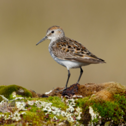 The Western Sandpiper (pictured), Peregrine Falcons, Barn Swallows, and a rare coastal subspecies of Great Blue Heron are just some of the species at risk.