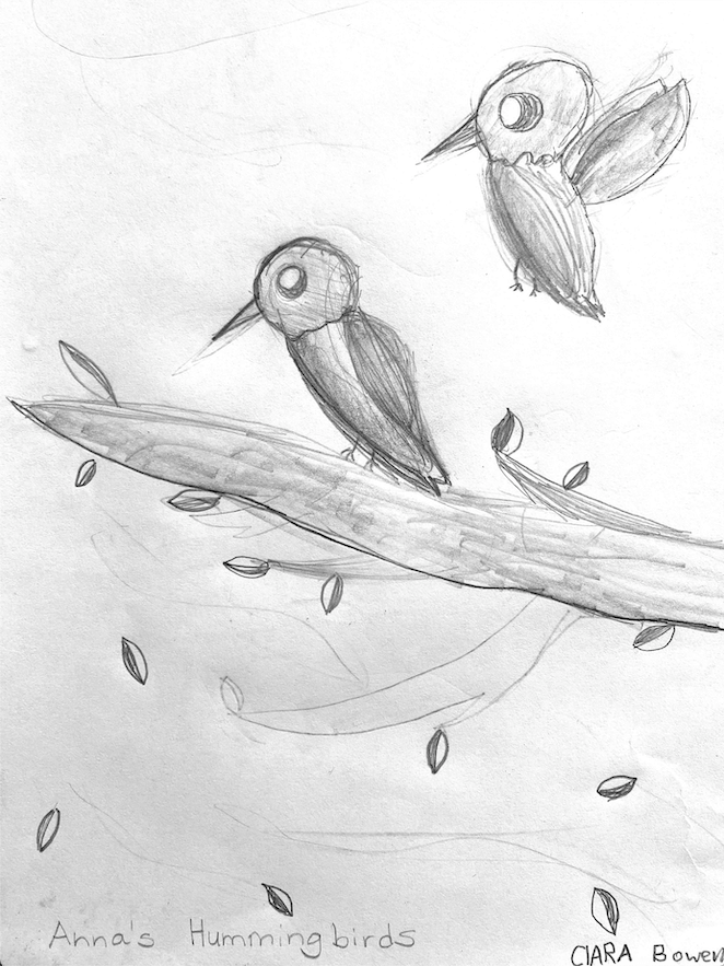 Sketching Nature with Kids – Your Connection to Wildlife