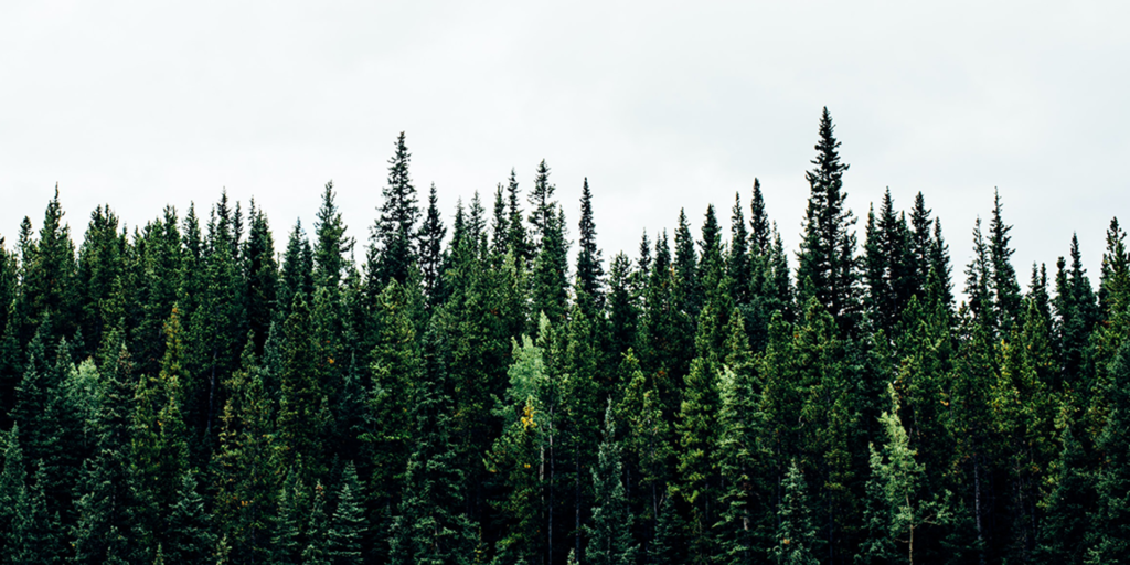 The Two Billion Tree Program: What Is the Opportunity? - Nature Canada