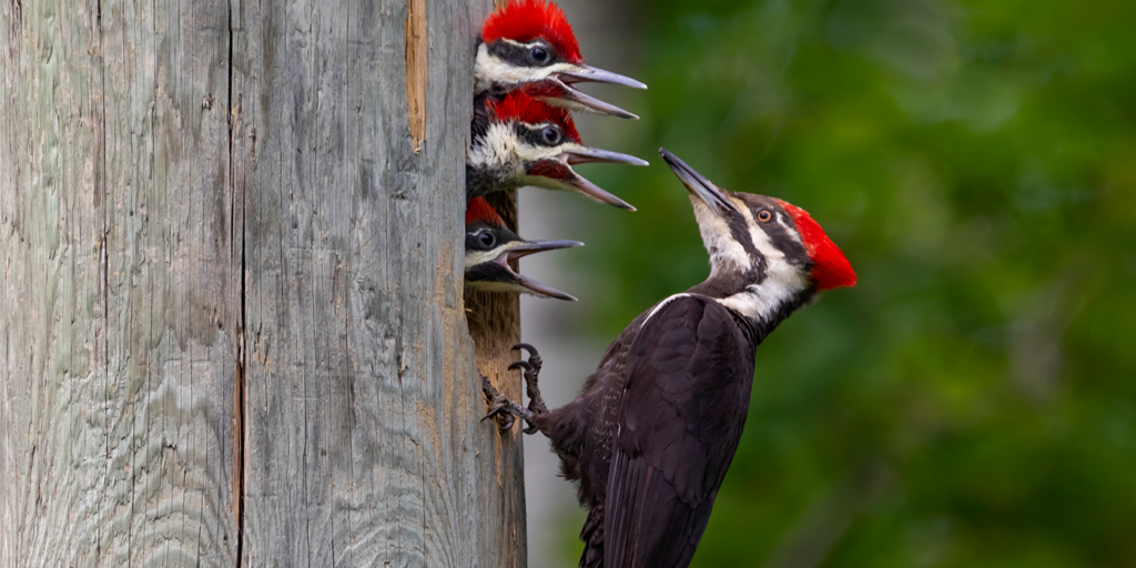 woodpecker bird nest