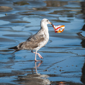 Seagull with garbage - Blue Economy Strategy