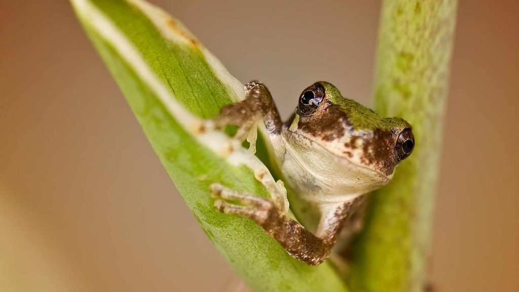 Gray treefrog on branch