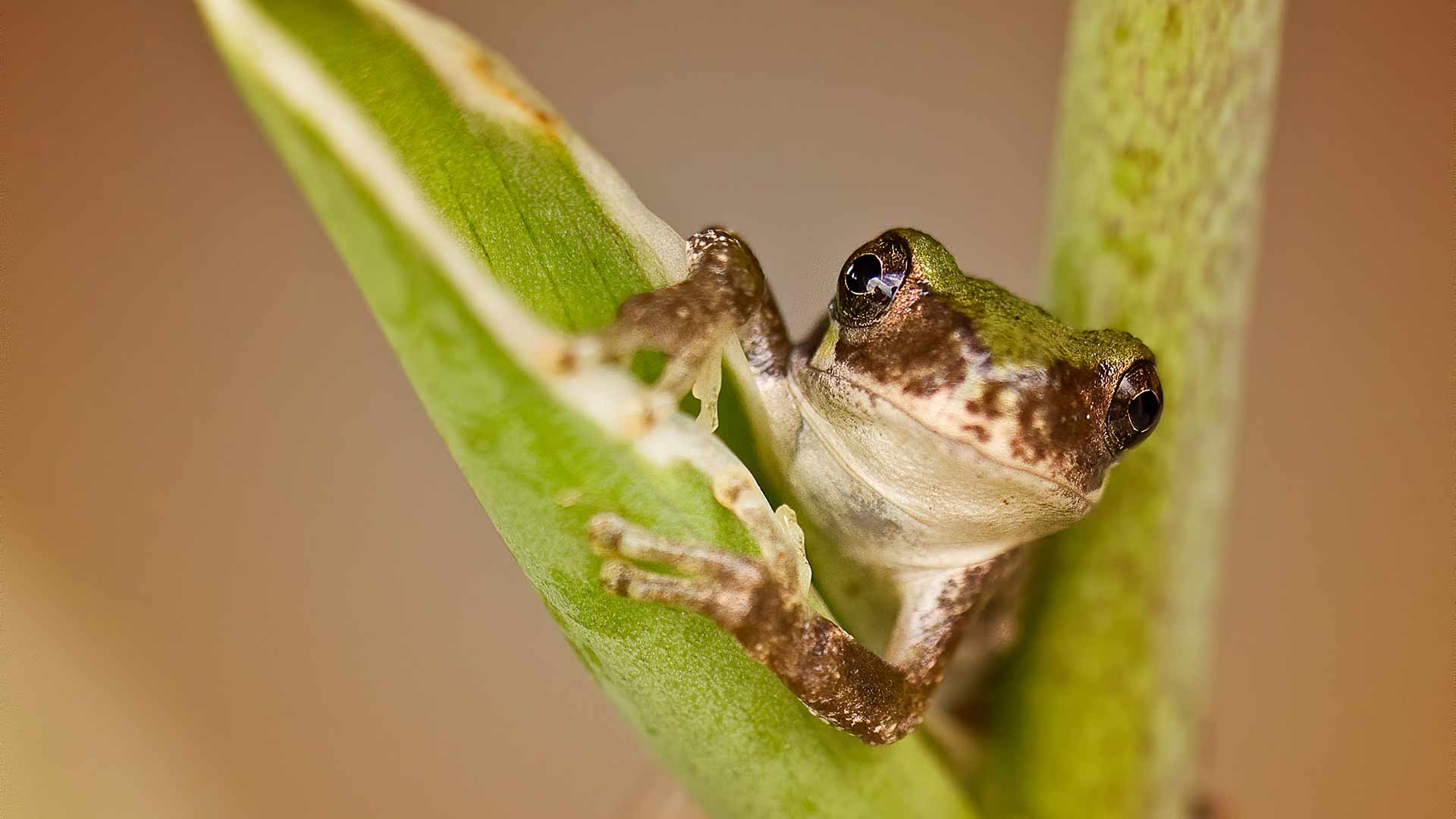 The Gray Treefrog Is A Master Of Disguise - Nature Canada