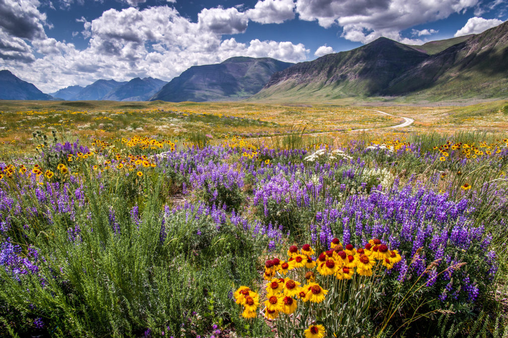 to Wildflower Wonderland Nature Canada
