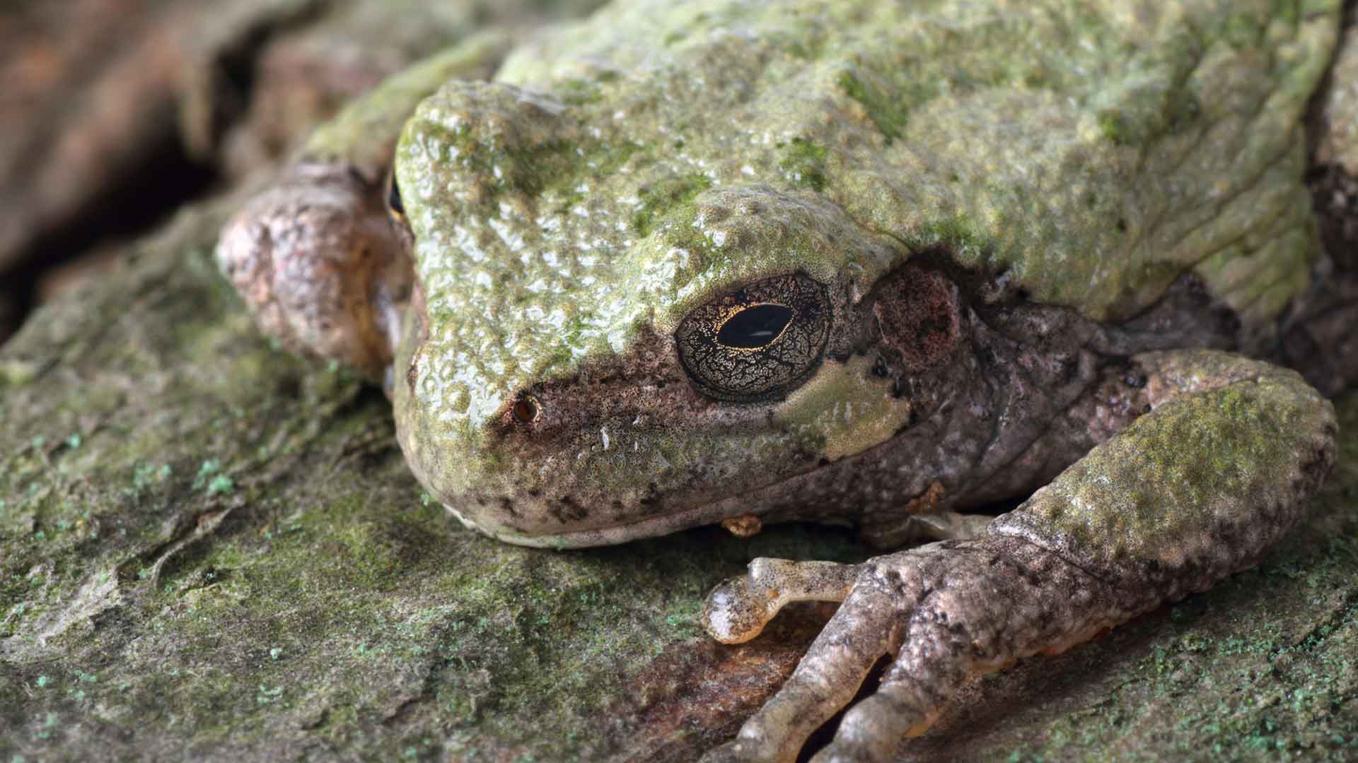 camouflage frog