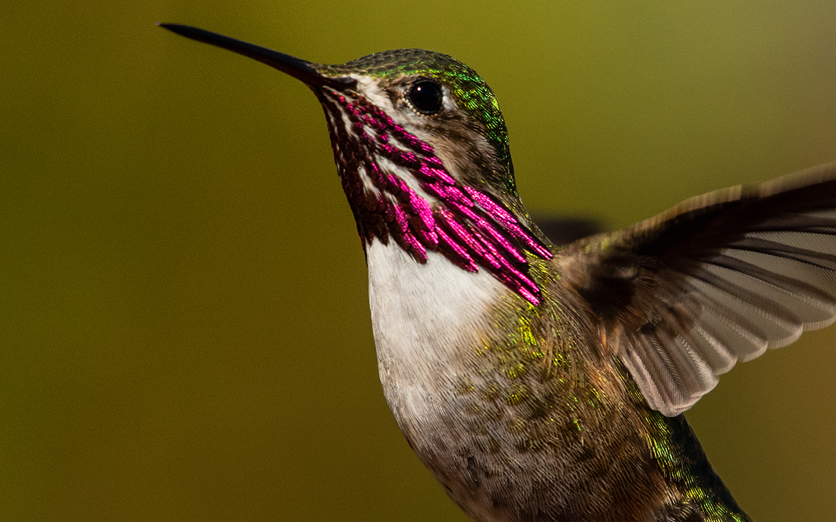 Neal Weisenberg - Calliope Hummingbird