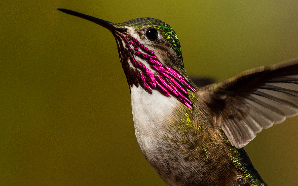 Smallest Bird in the World