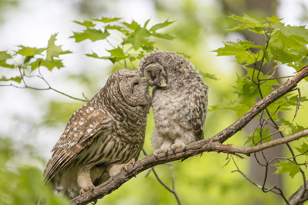 A pair of Barred Owl captured by Fan Song
