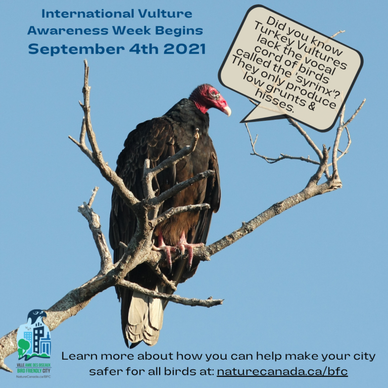 Celebrating International Vulture Awareness Day! Nature Canada