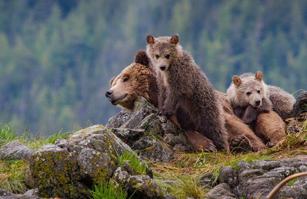Grizzly Bears: North America's Furry Giants - Nature Canada