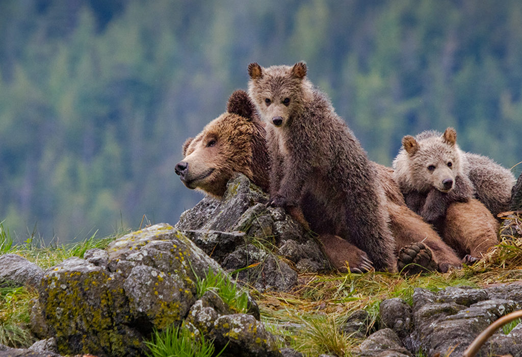 Grizzly Bear Family by Derek Kyostia