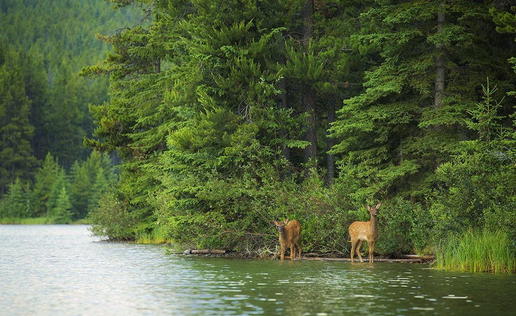 Two elk calves emerge from the forest and drink from a forest lake in Banff National Park, Alberta.