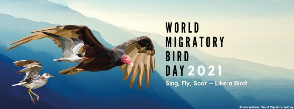 World Migratory Bird Day 2021 - Fall Migratory Celebrations