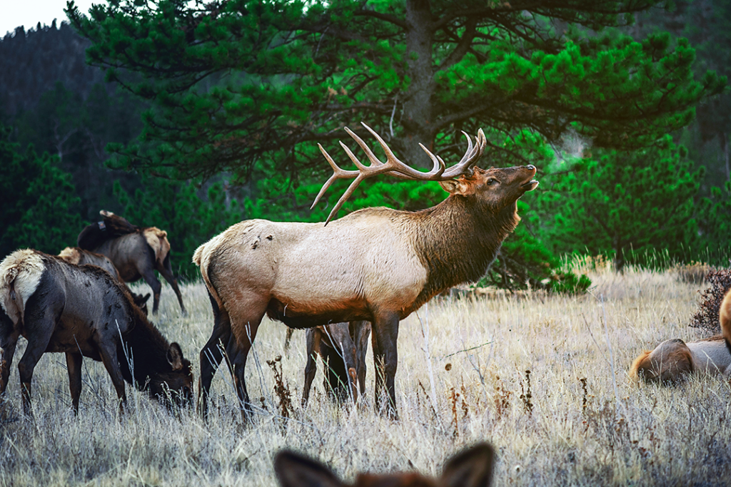 Elk standing with heard and blowing out cold hair