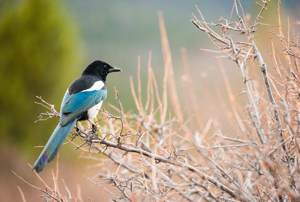 Black-billed magpie sits on a branch