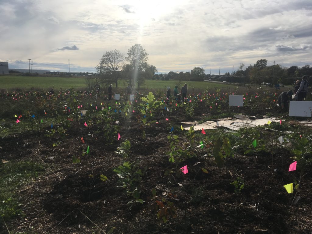 Little Forests Kingston site visited by Erin Whittingham