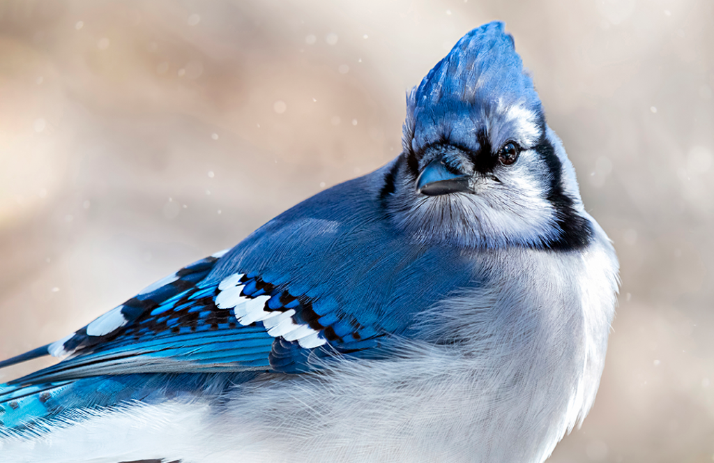 Mysterious Migration of Blue Jays