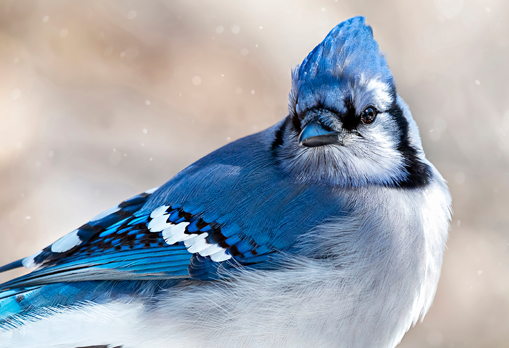 Blue Jay in Winter by Paula Brown