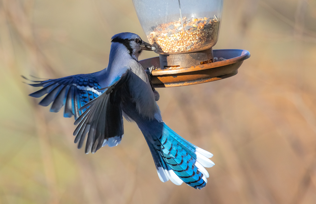 Blue jay eating seeds from feeder 