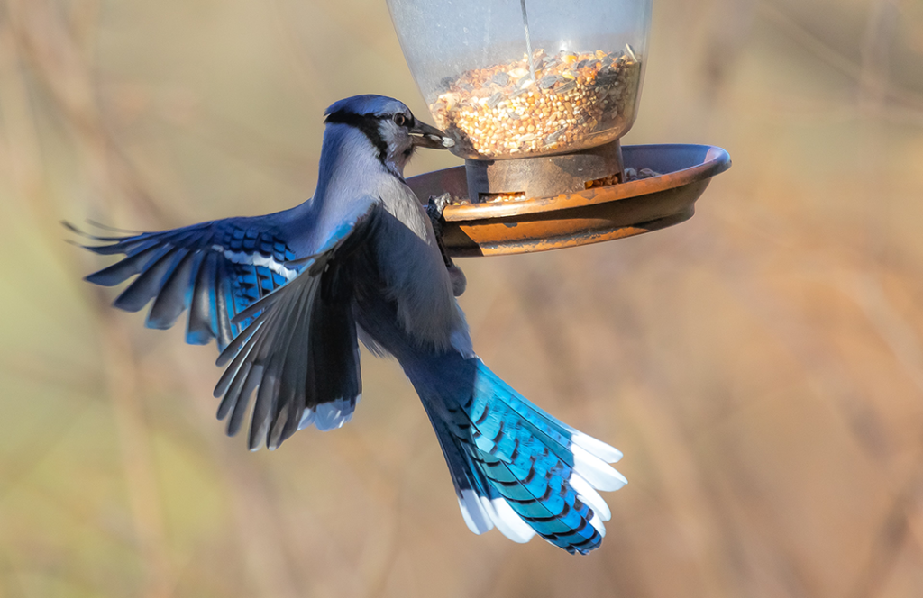 BLUE JAY BIRD FEEDER  Toronto Blue Jays Birds at SavingShepherd