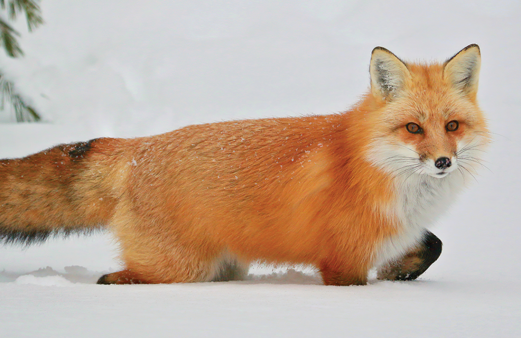 Red fox in Snow by Julie Drummond