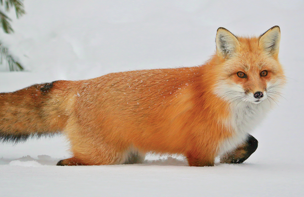 Foxes Are Animals From Canada Background, Fox Picture, Fox, Animal