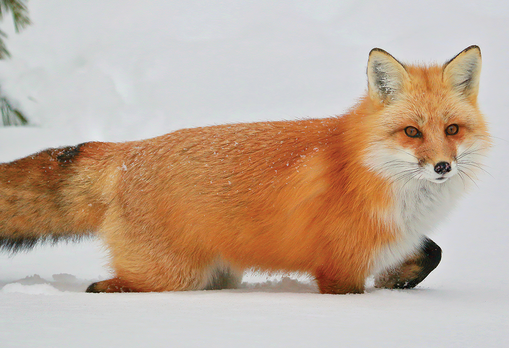 Fox in Snow by Julie Drummond