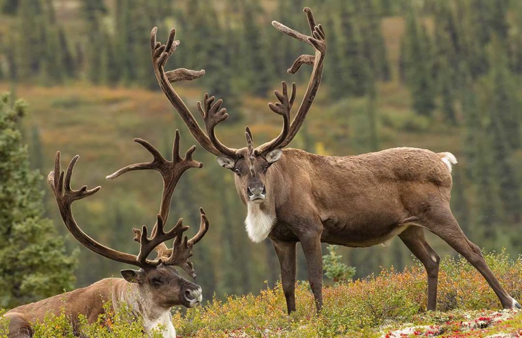 Caribou standing in forest - Climate Action