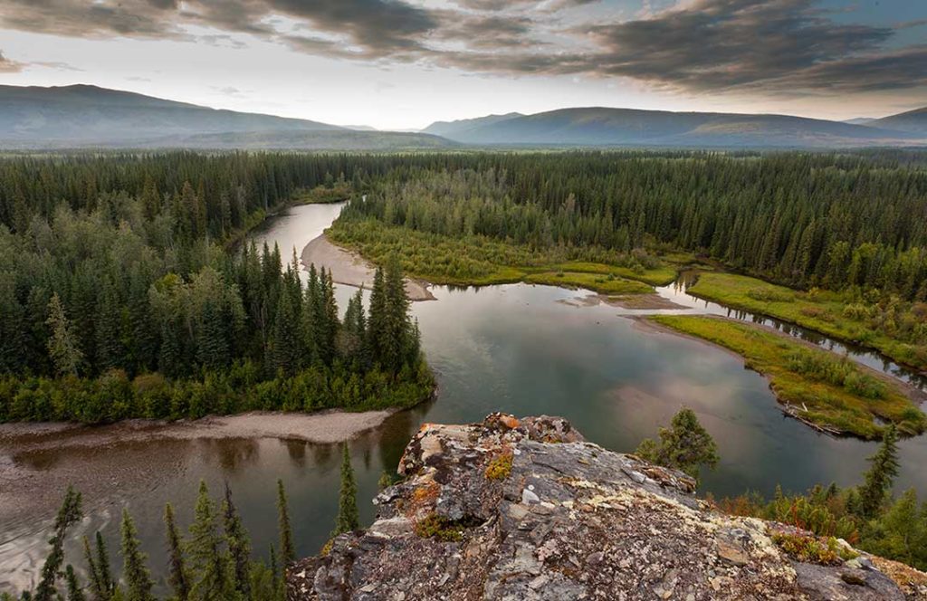 Boreal Forest in central Yukon Territory, Canada