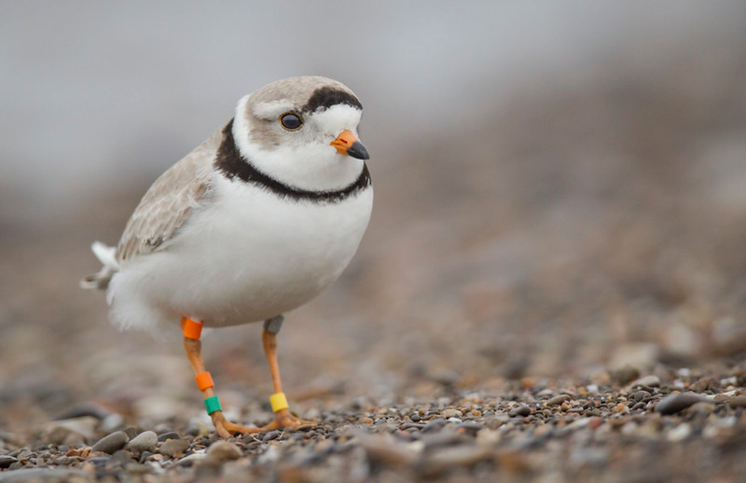 Piping Plover by Paul Jones