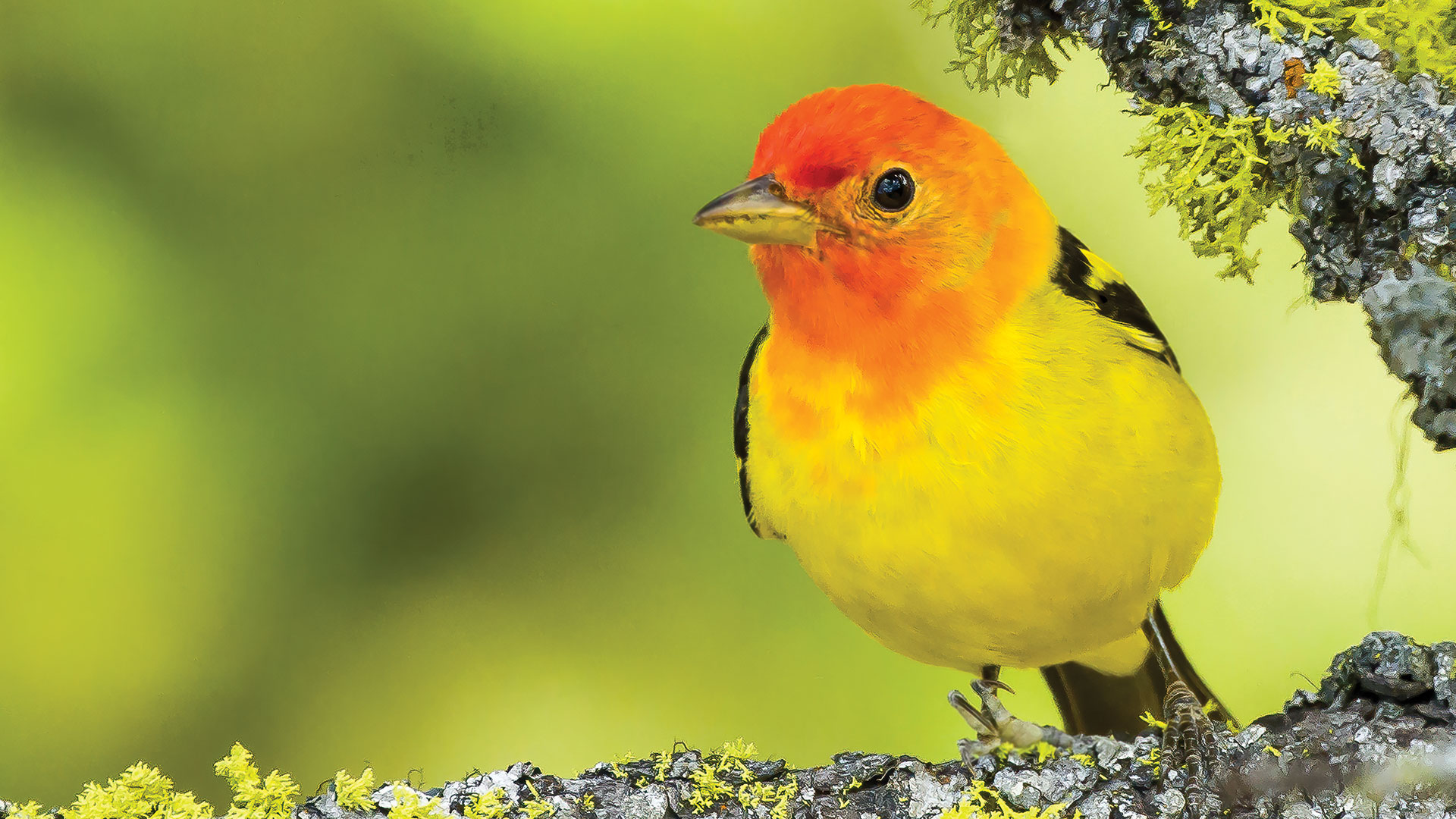 The Western Tanager The Songbirds of the West Nature Canada