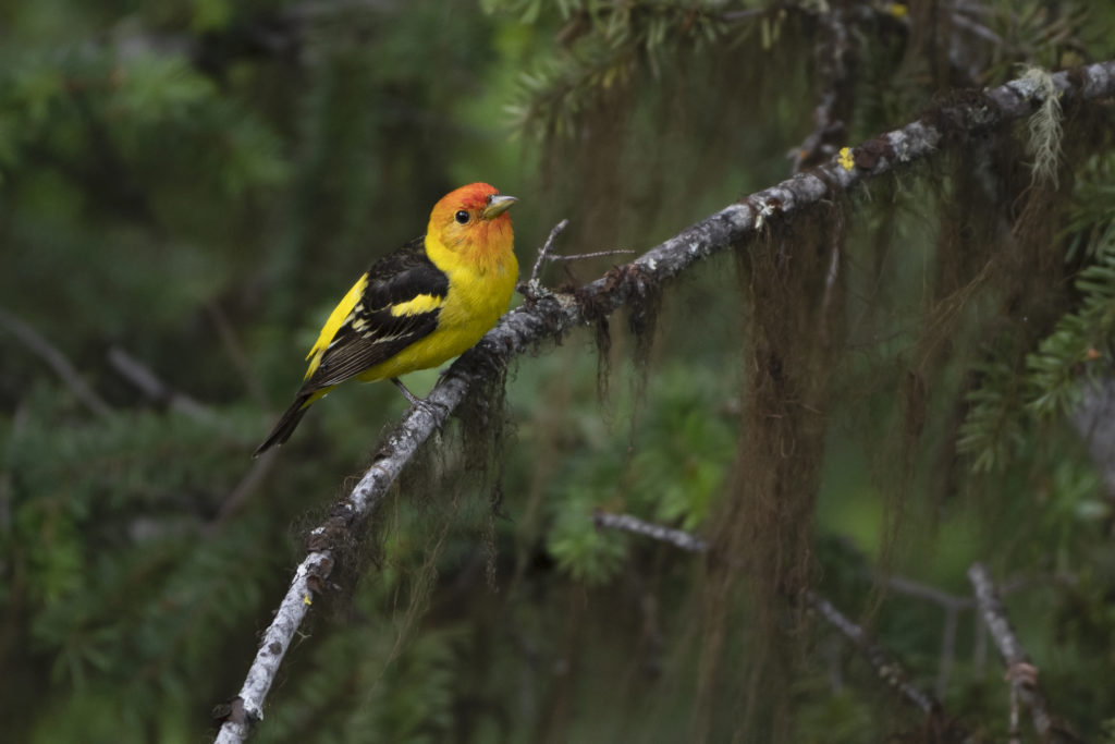 The Western Tanager The Songbirds of the West Nature Canada