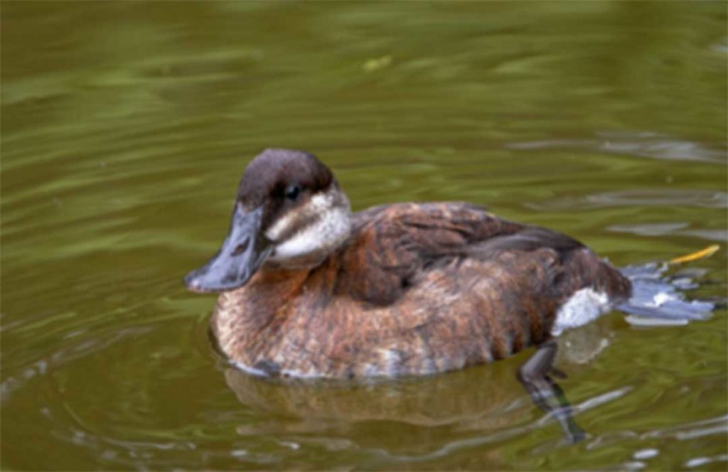 Ruddy Duck female