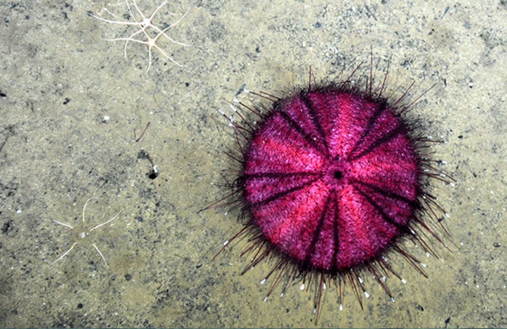 A sea urchin and brittle star in the proposed Pacific Deepsea Oasis MPA