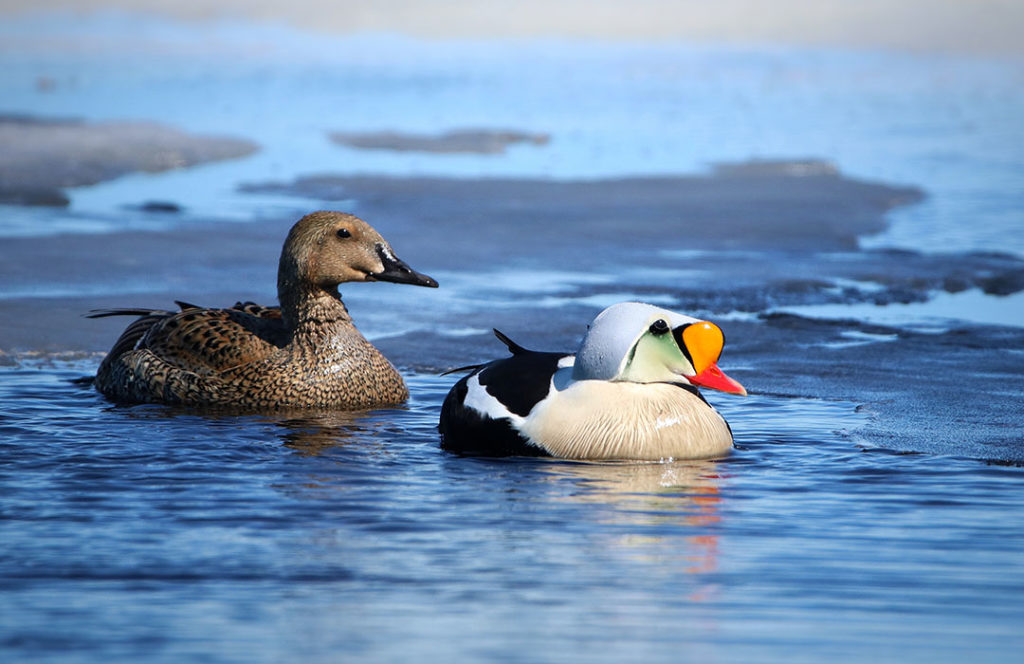 A King Eider pair at Queen Maud Gulf (Ahiak) Migratory Bird Sanctuary, Nunavut.