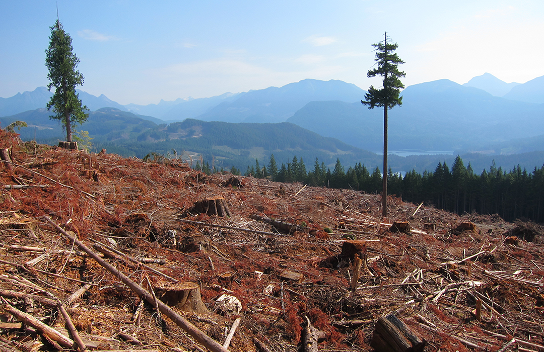 Deforestation in British Columbia, Sergey Pergat