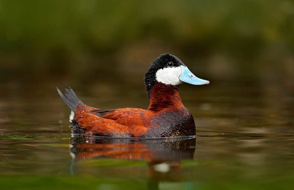 Male ruddy duck